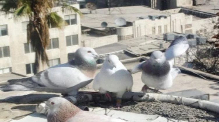 مربي الحمام هل تقبل شهادته