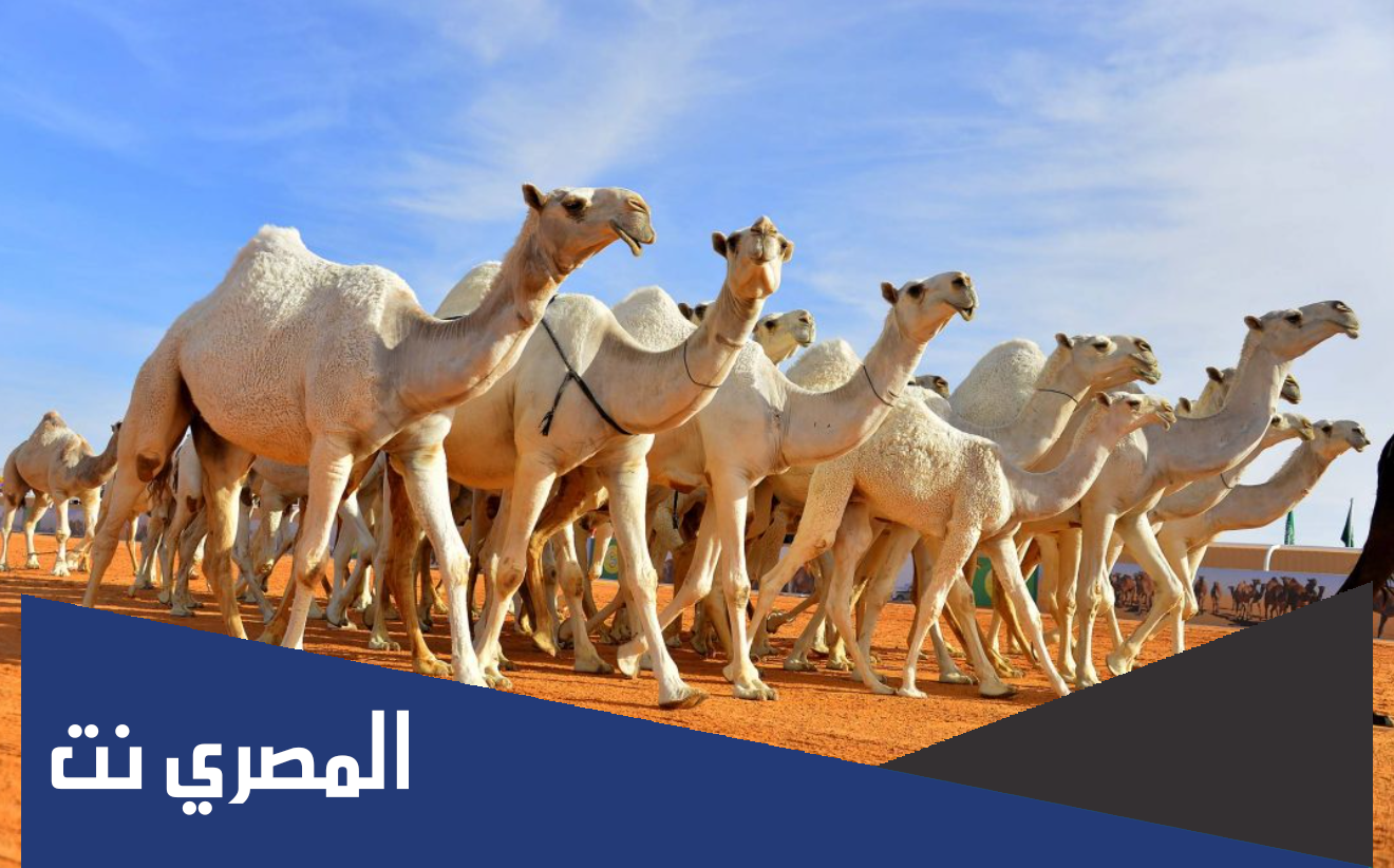 سبب استبعاد 40 جملاً من مهرجان الإبل في السعودية
