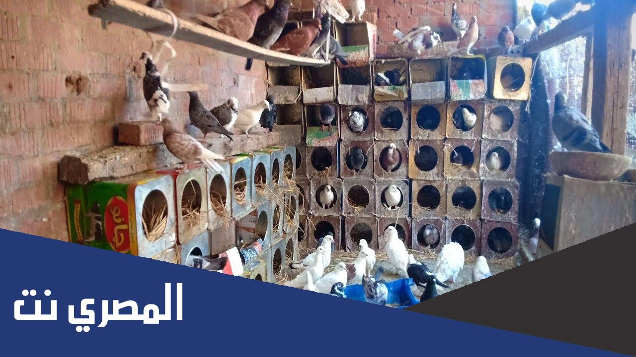 سبب عدم قبول شهادة مربي الحمام