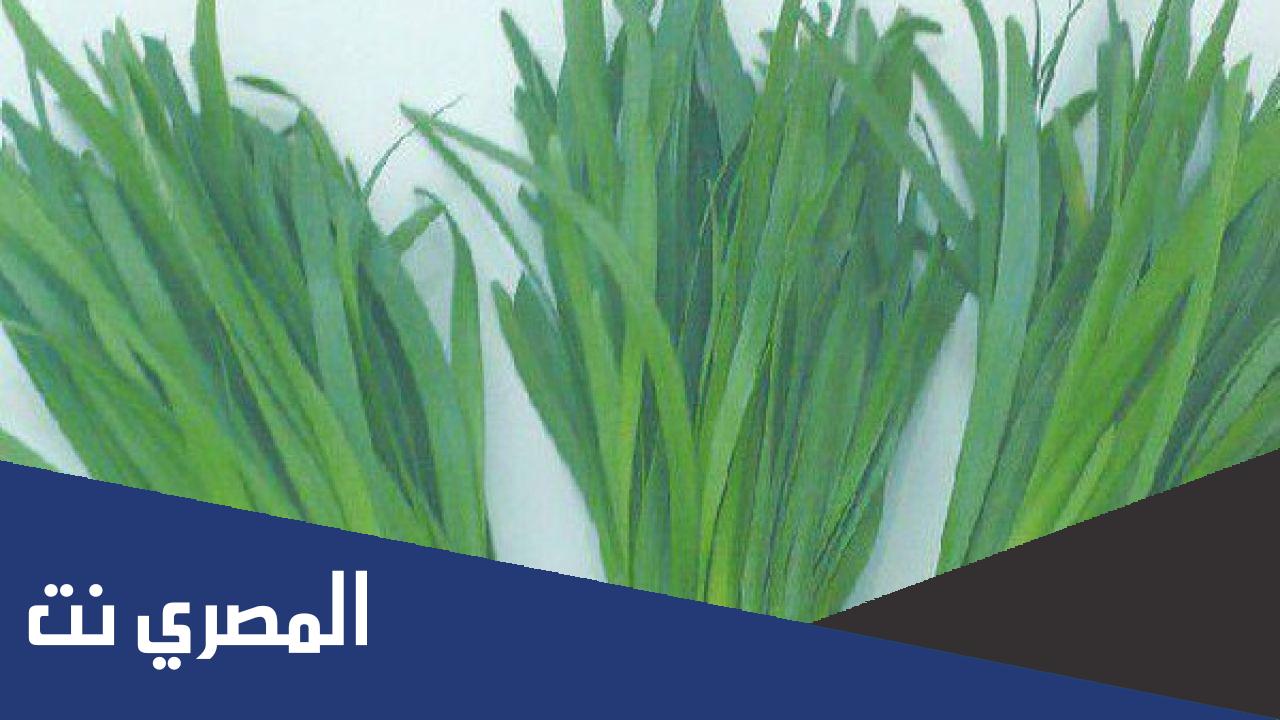 فوائد الكراث الاخضر