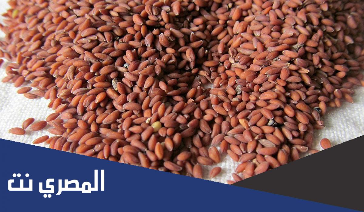 فوائد حب الرشاد مع الحليب للمفاصل والعظام