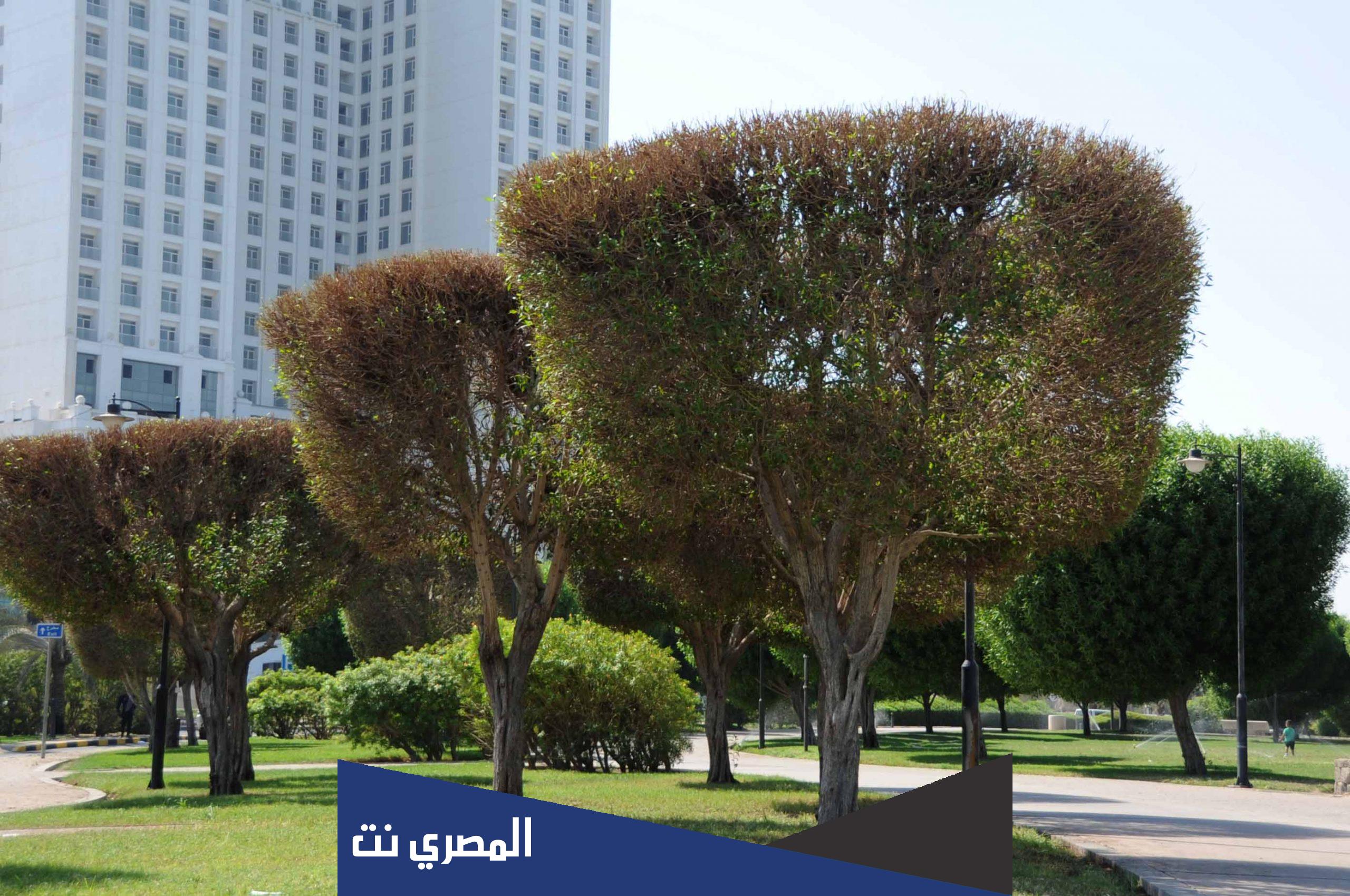 كم عدد الاشجار التي تزرع في حدائق الاحياء
