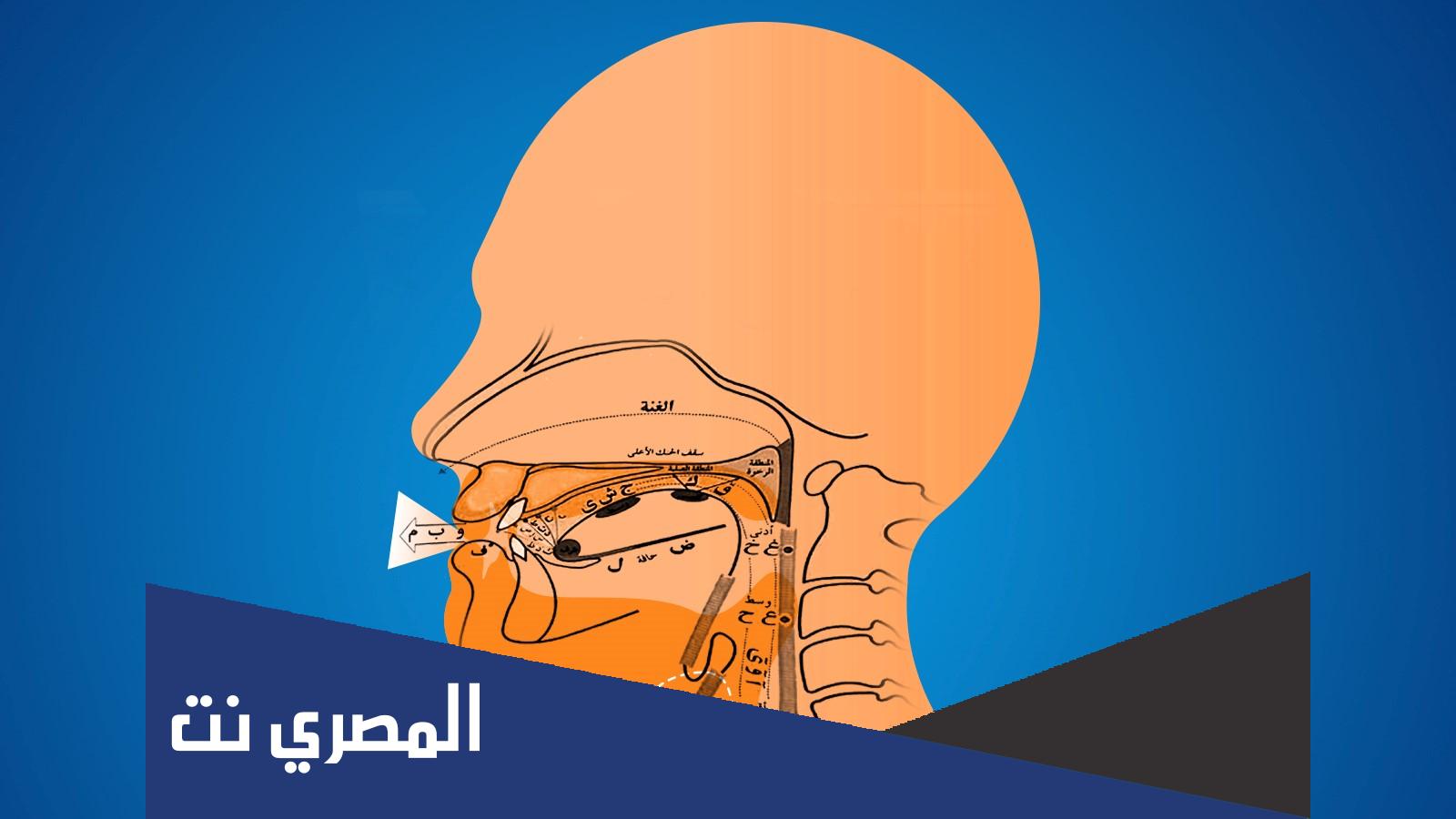 كم عدد الاصوات في اللغة العربية