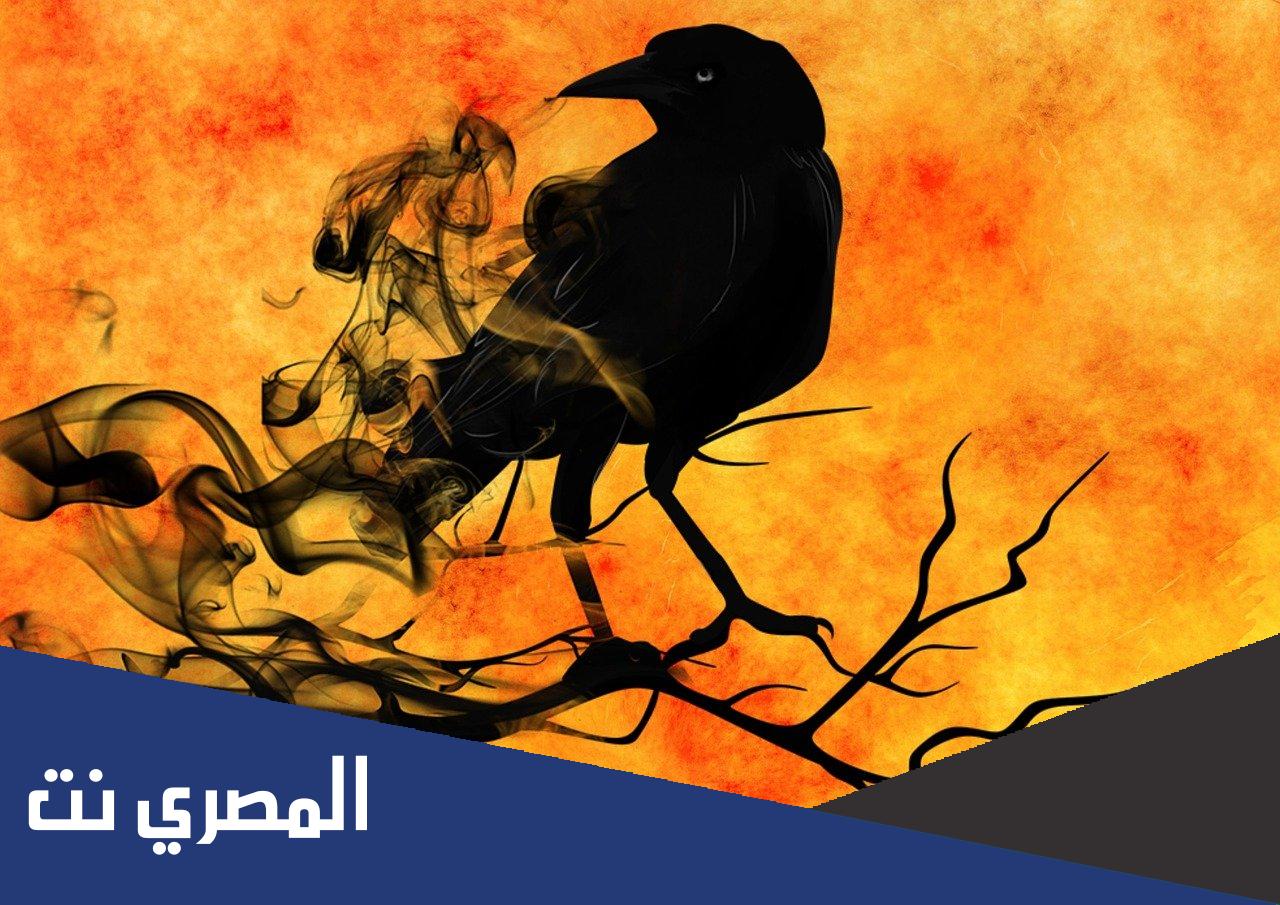 لماذا الغراب مكروه في الاسلام