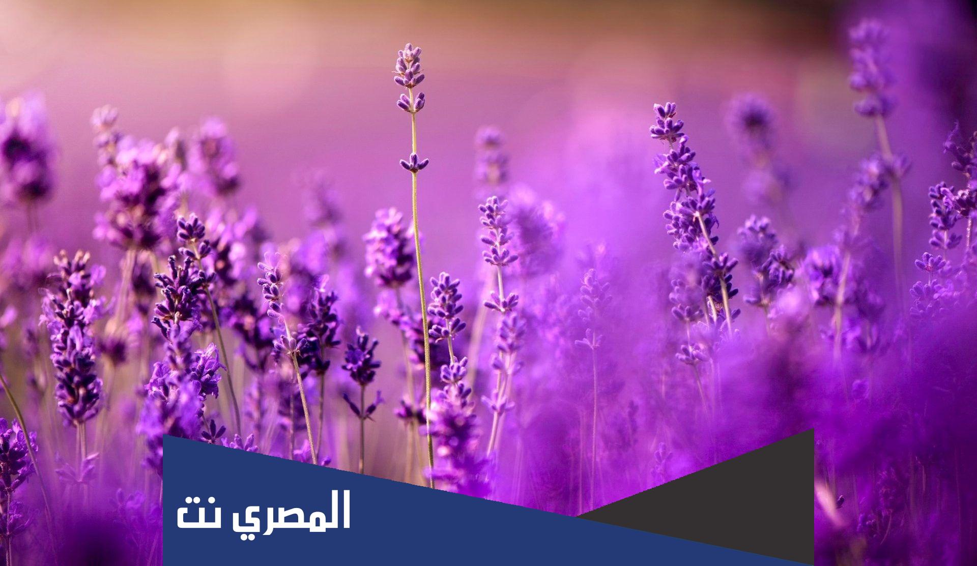 لماذا لا يستخدم اللون البنفسجي في الاعلام