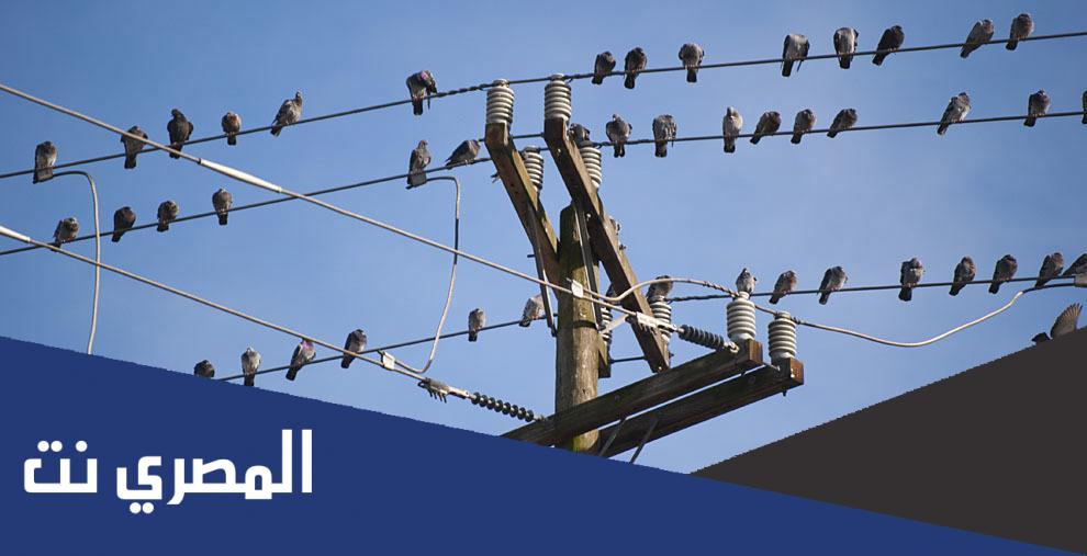 لماذا لا يصعق الطائر بالكهرباء ؟