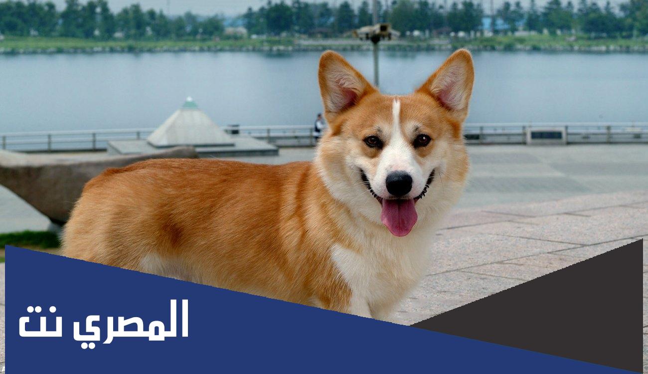 لماذا يلهث الكلب