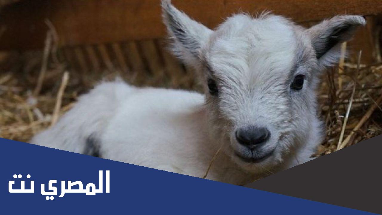 ما اسم صغير الماعز