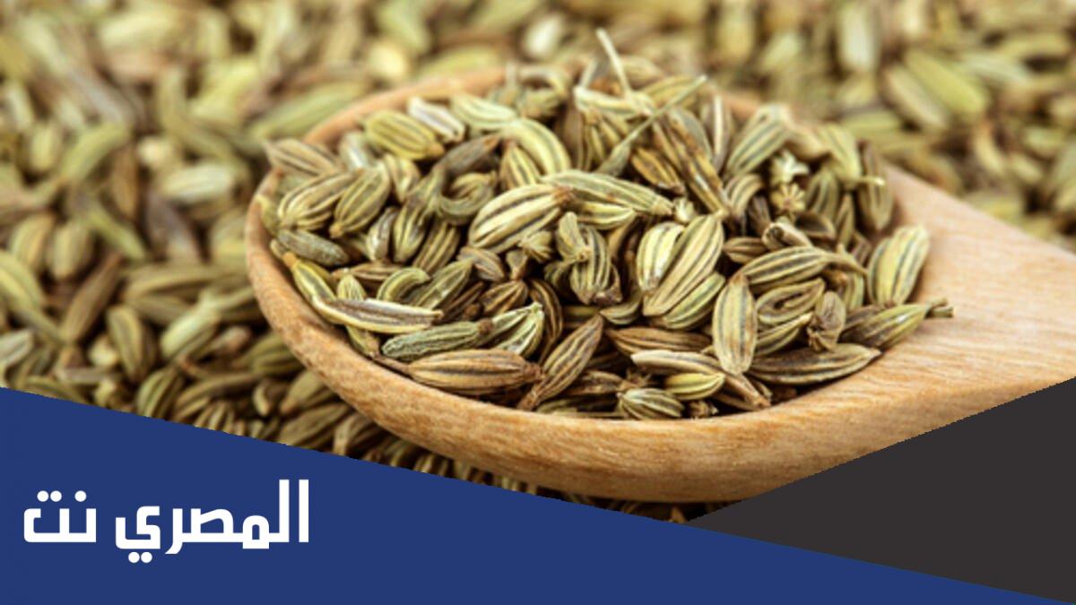ما معنى عشبة الشمر بالمغربية