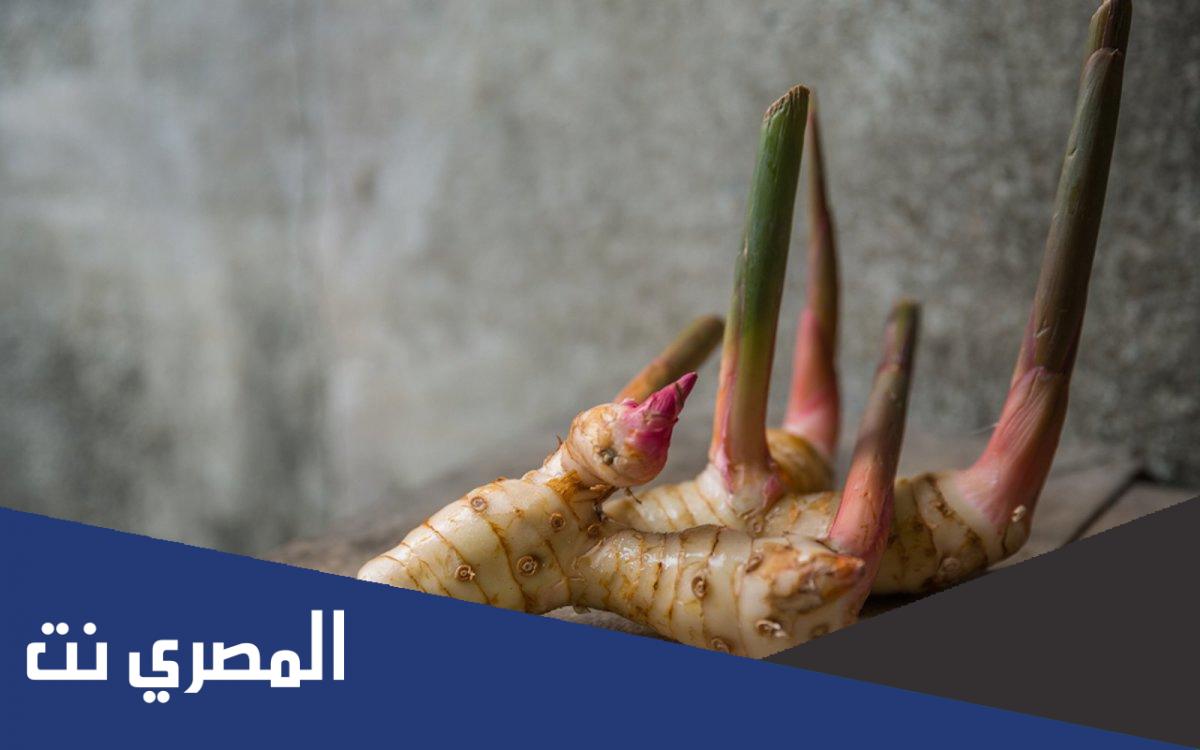 ما هو الخولنجان في مصر