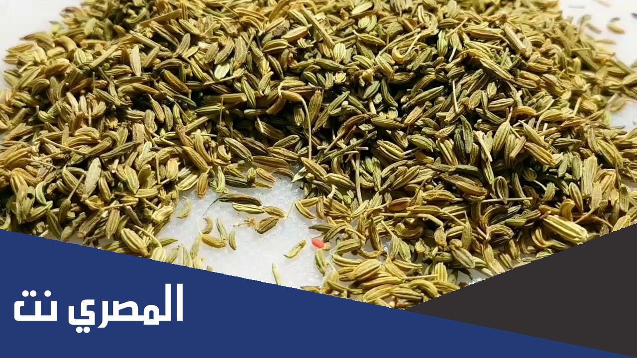 ما هو الشمر بالمغربية