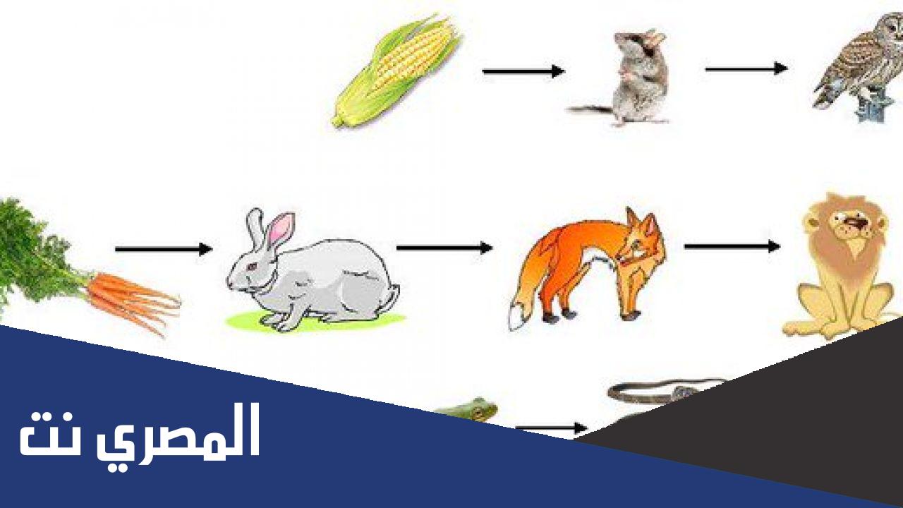 ما يمثل مفهوم السلسله الغذائيه