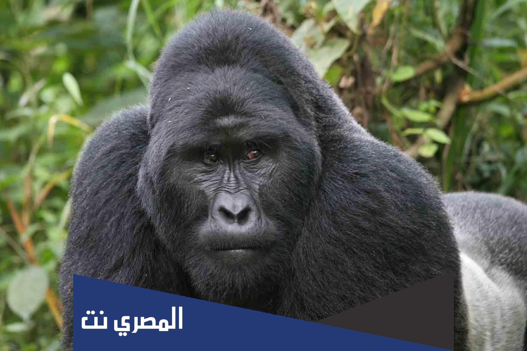 ماذا تأكل الغوريلا .. معلومات عن الغوريلا