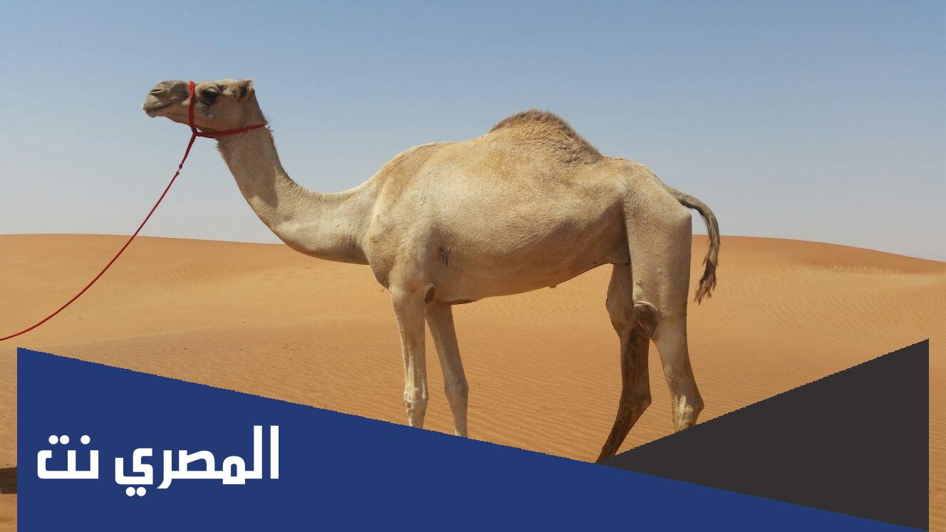 ماذا تسمى الناقة التي لم تلد لفترة طويلة؟