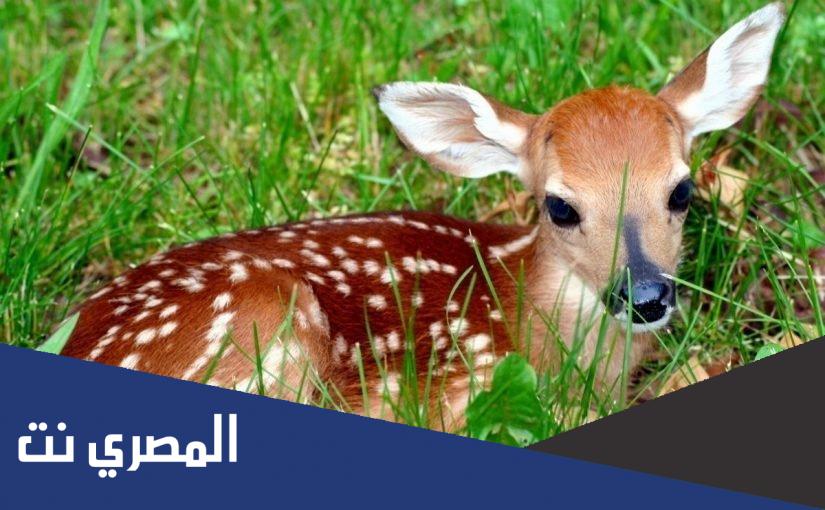 ماذا يسمى صغير الغزال ؟