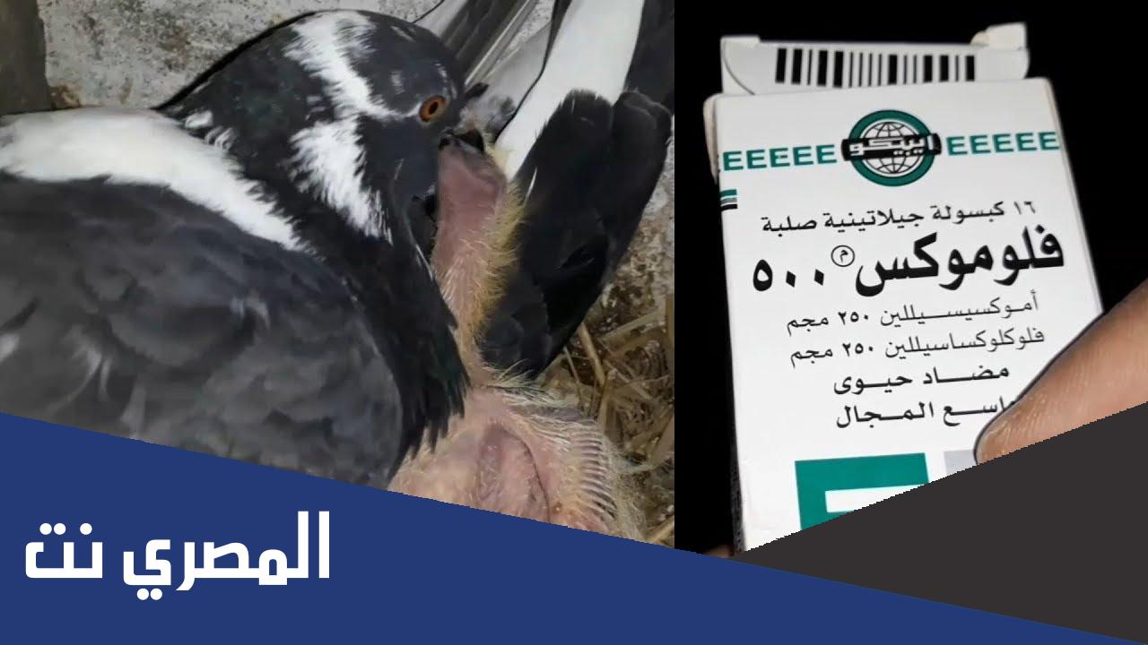 مضاد حيوي لعلاج السالمونيلا