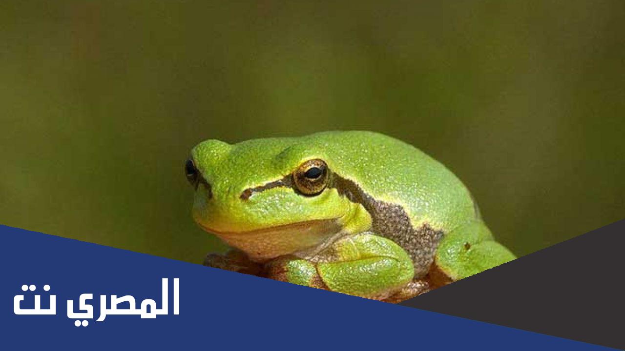 ما هو اسم صغير الضفدع؟