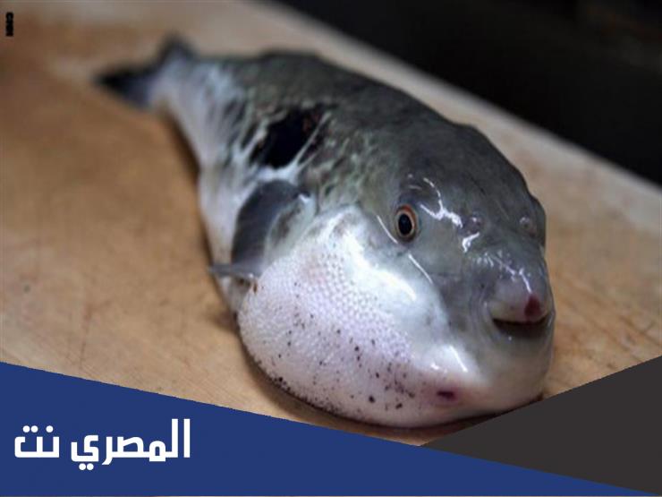 معلومات عن سمكة الارنب السامة ويكيبيديا