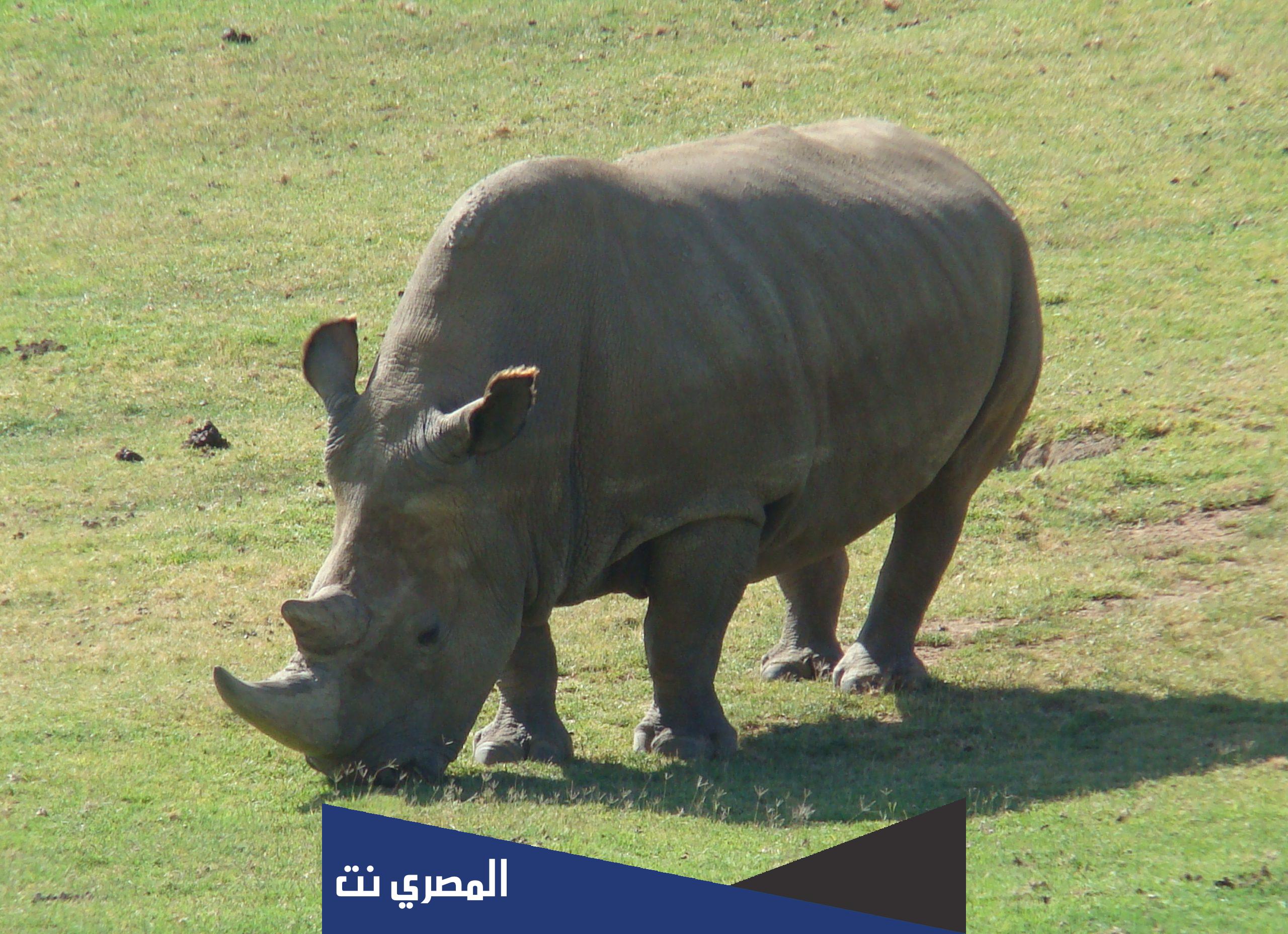 معلومات عن وحيد القرن الأبيض الشمالي