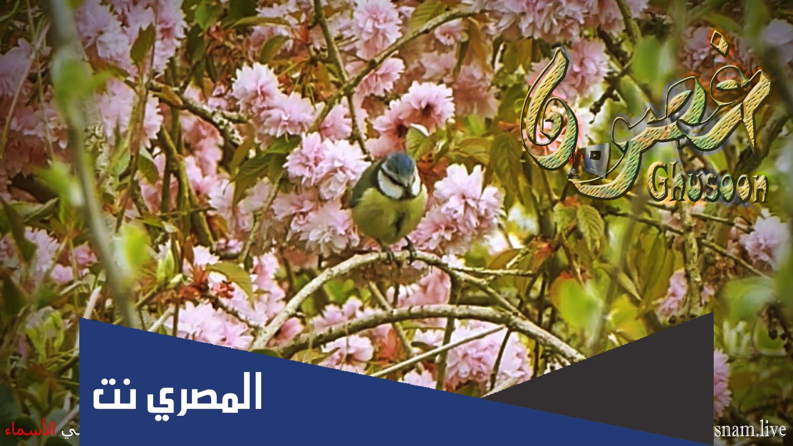 معنى اسم غصون وصفات حاملة الاسم