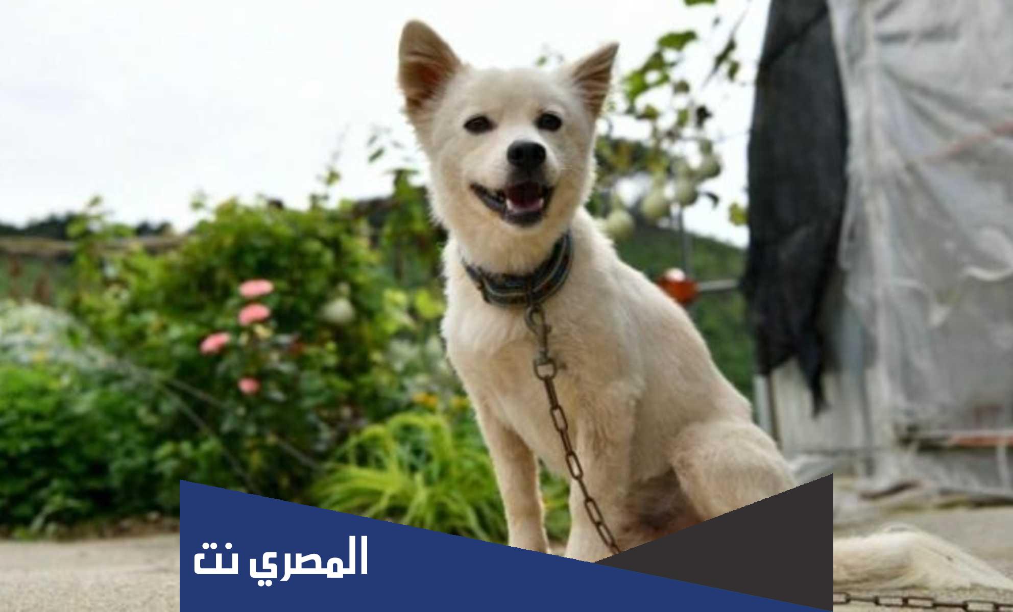 من هو الذي ضرب الله له في القران مثلا بالكلب