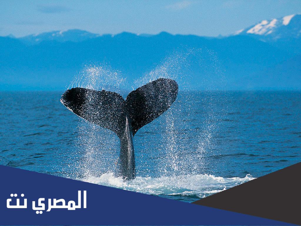 من هو صاحب الحوت في سورة القلم
