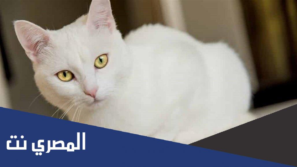 من هي معنفة القطط ؟