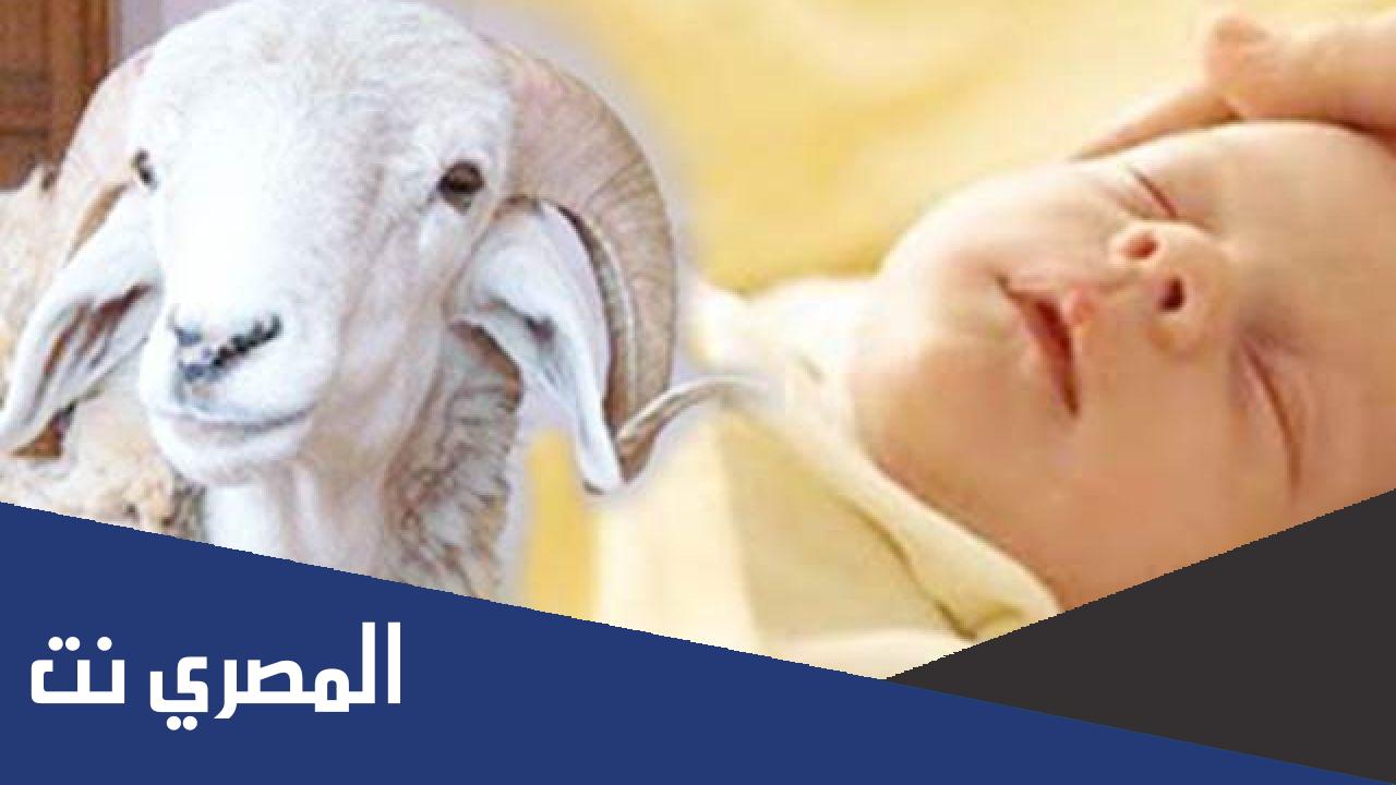 مناسبة تكون في اليوم السابع من ولادة المولود