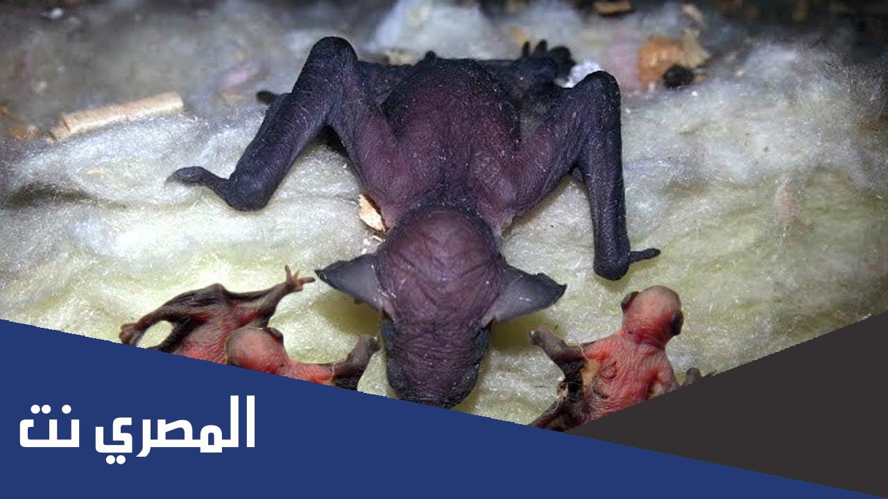 هل الخفاش يلد ام يبيض