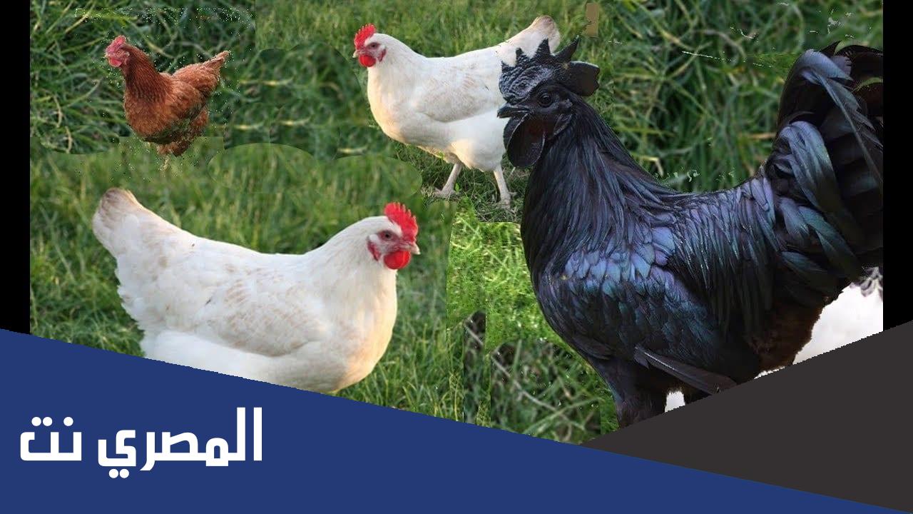 هل الدجاجة تبيض بدون ديك