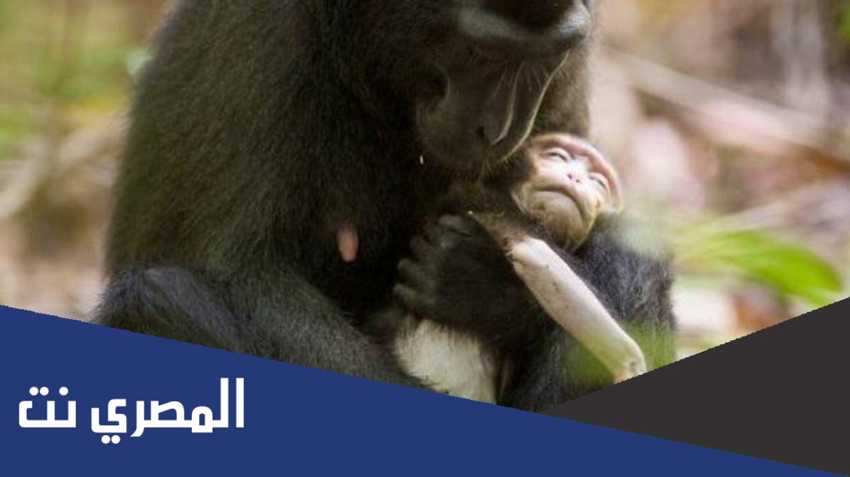 هل القرد تجيها الدوره
