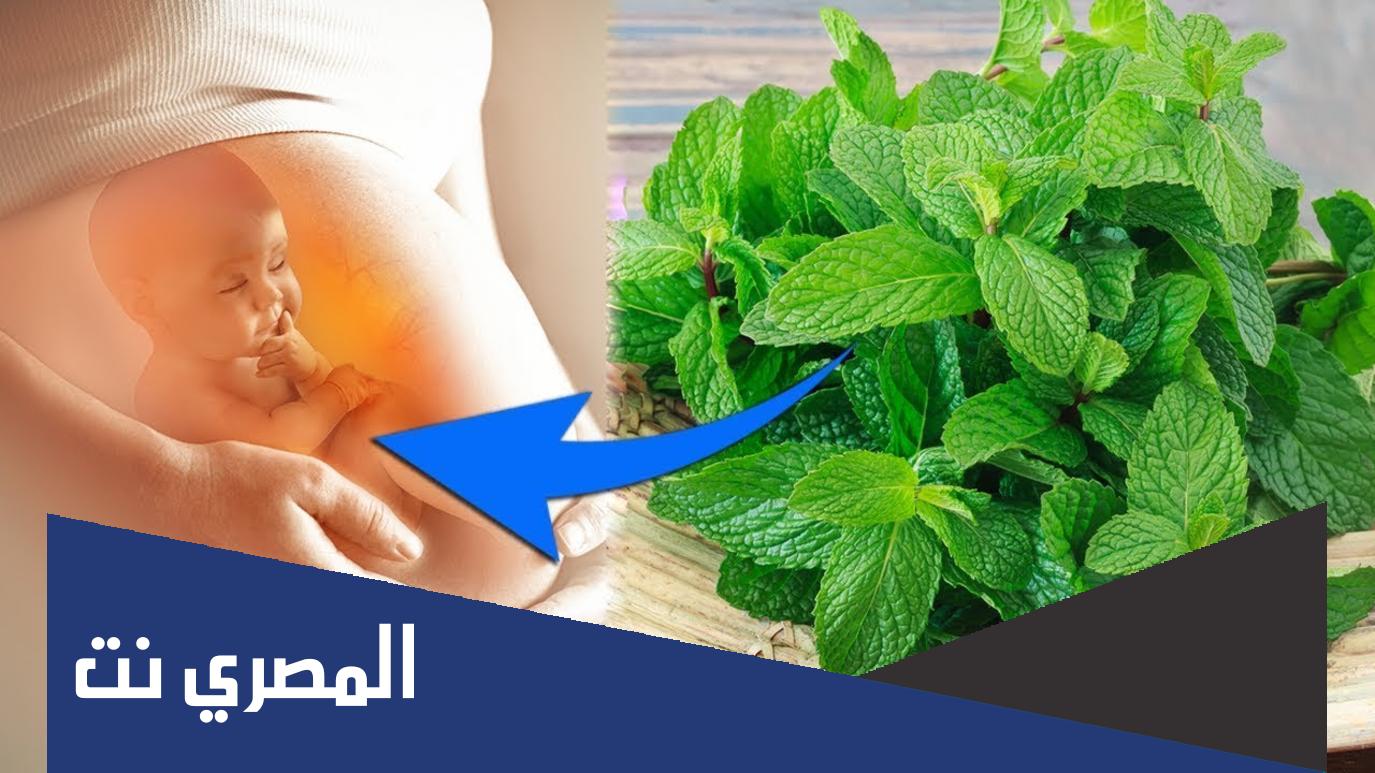 هل النعناع يضر الحامل