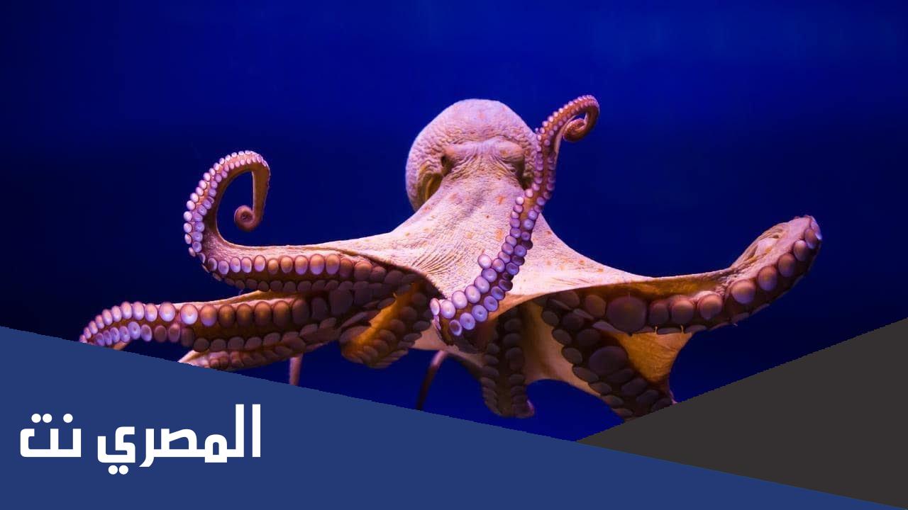 هل يستطيع الاخطبوط العيش بقلب واحد؟