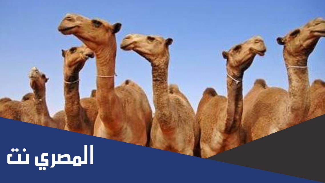 من اين خلقت الابل