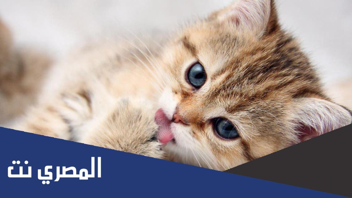 كم سنة يعيش القط