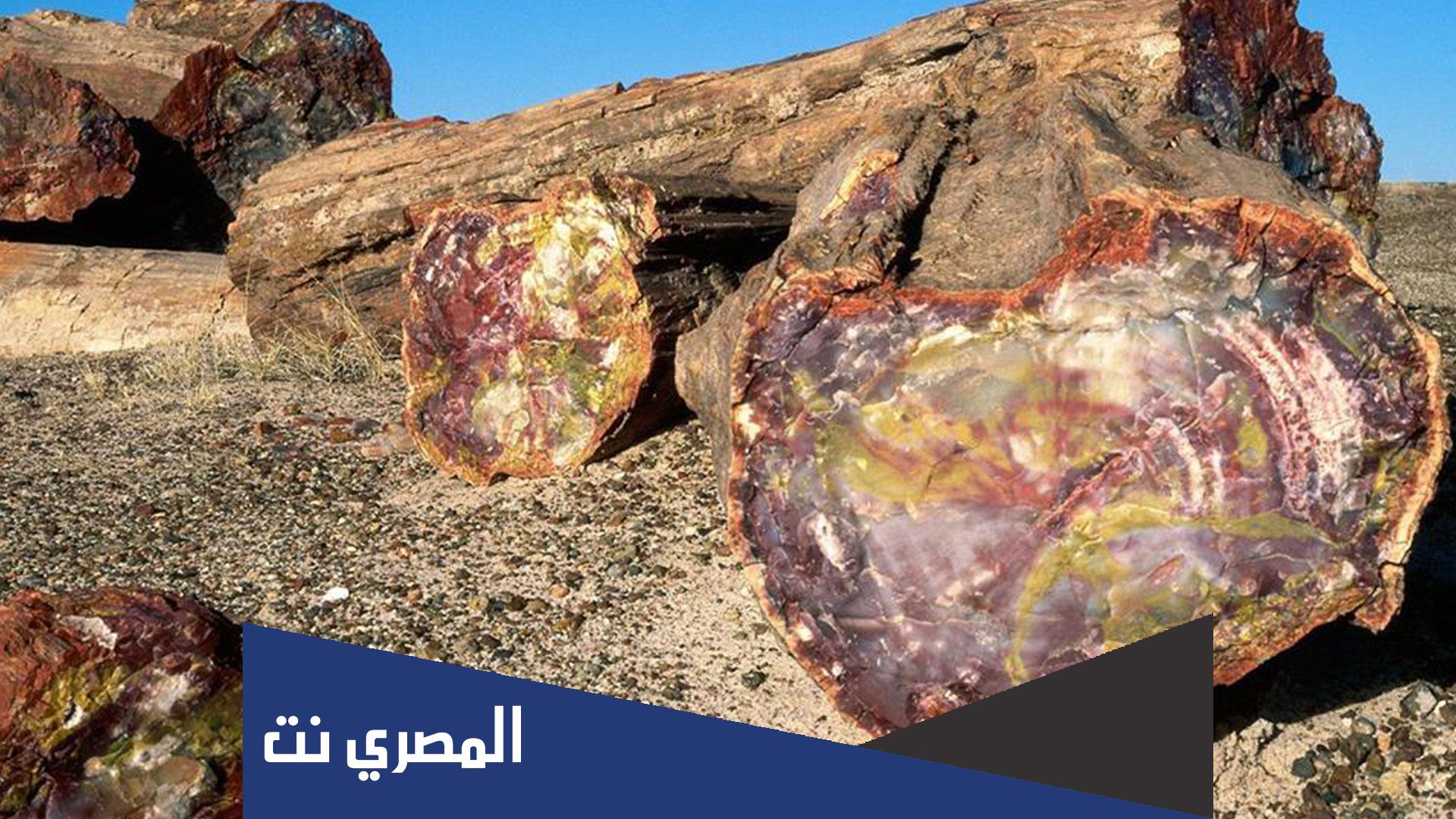 أين تقع محمية الغابة المتحجرة