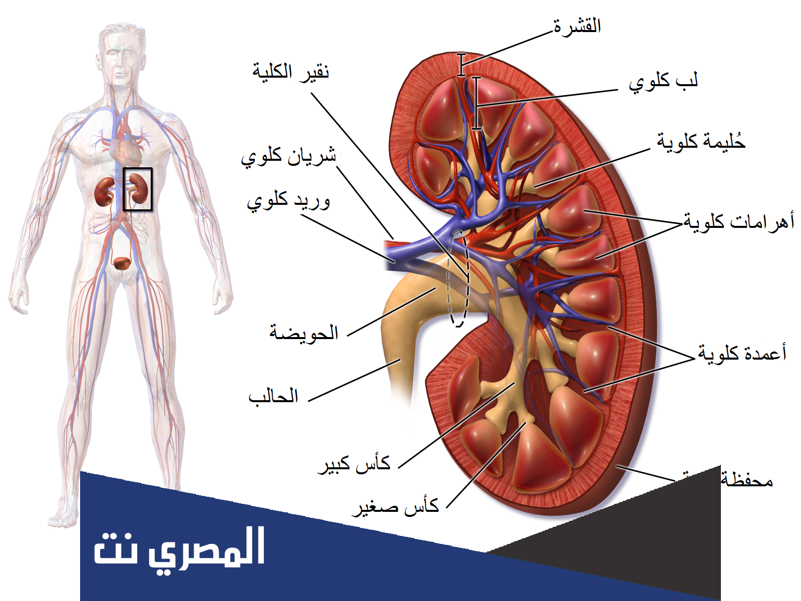 ما وحدات الترشيح في الكلية
