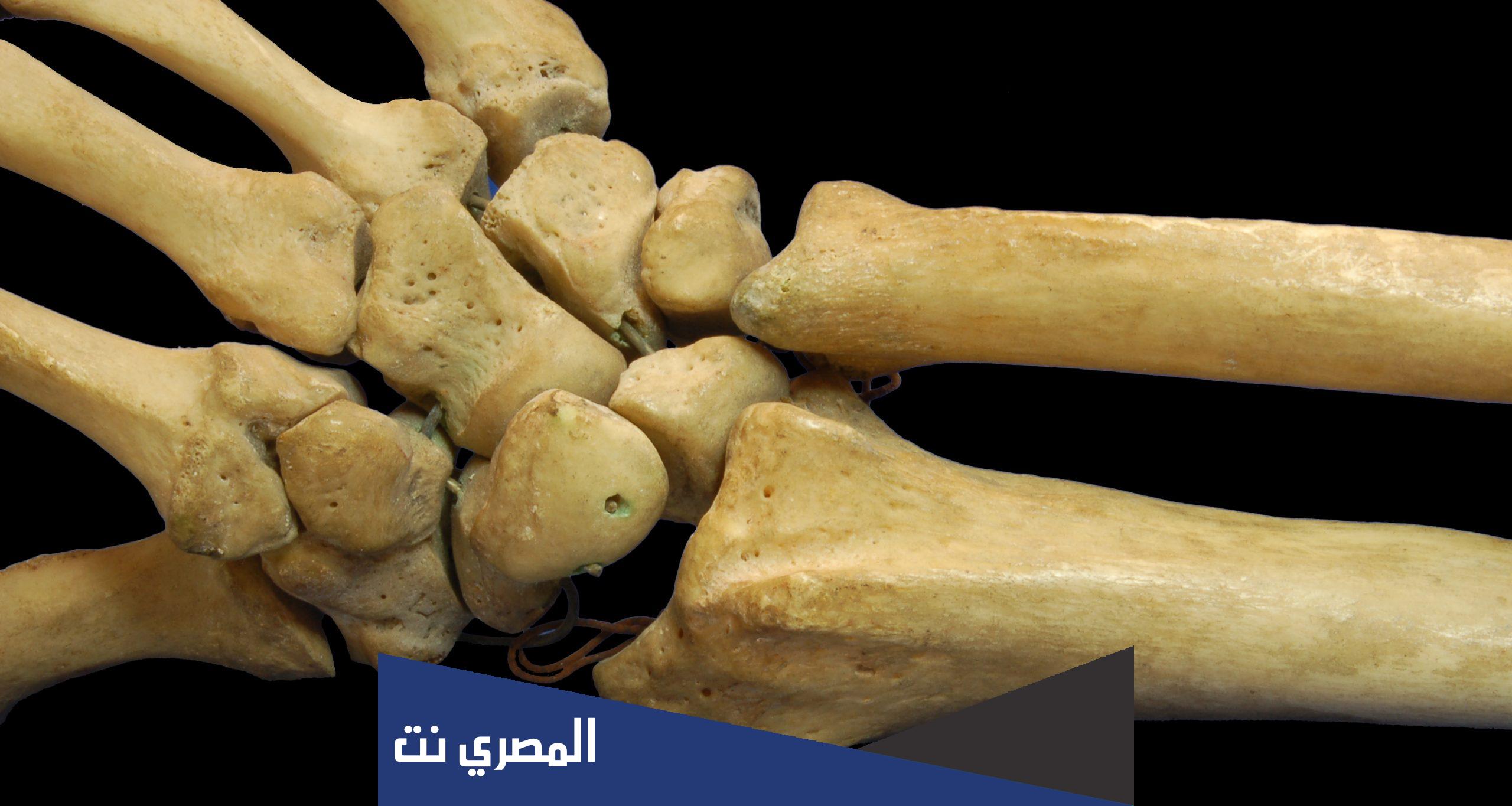 ما اقصر واطول عظمة في جسم الانسان