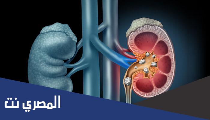 أنبوب يصل الكلية بالمثانة