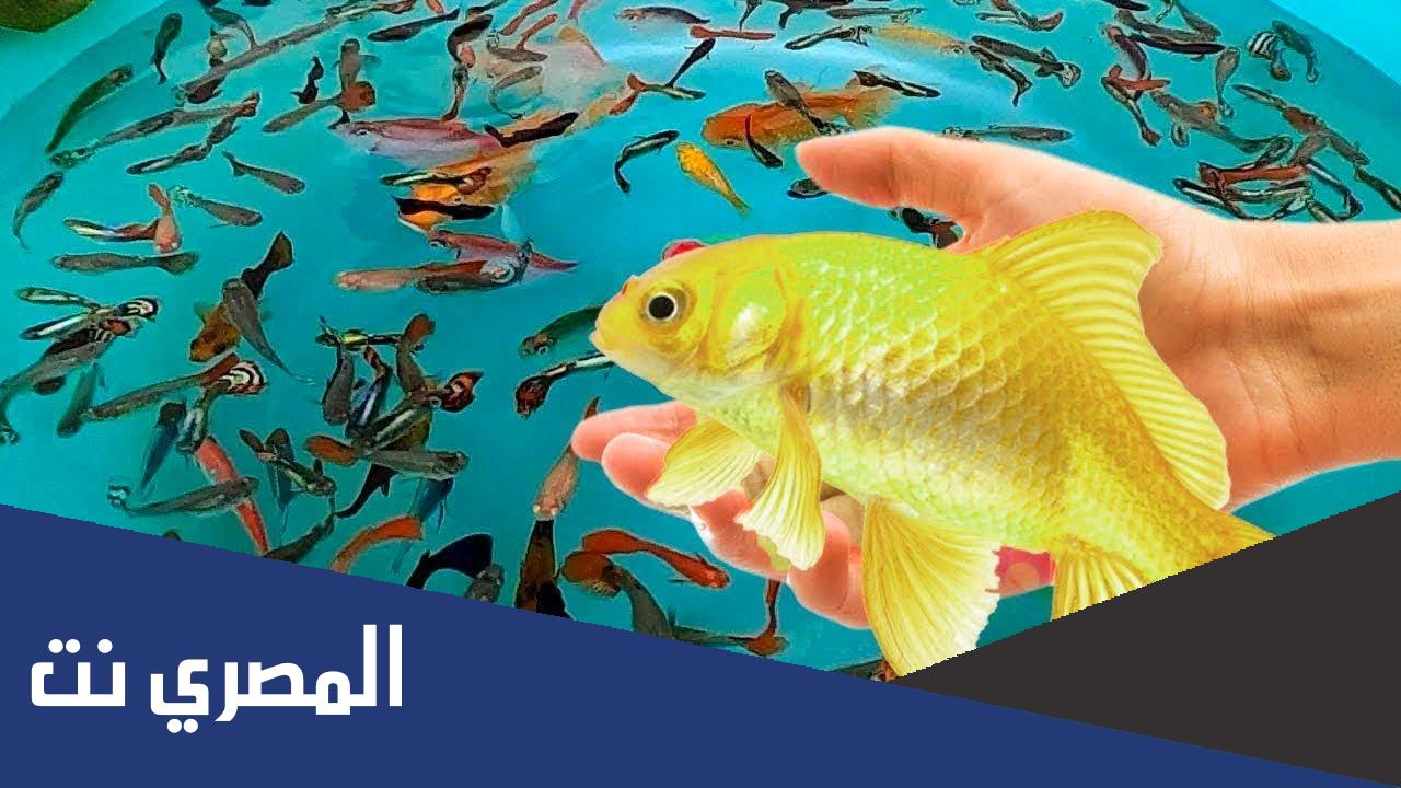 لماذا يعيش السمك في الماء