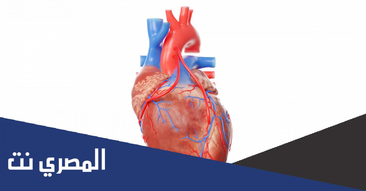 ما الصمامان اللذان يسمحان للدم بالمرور في نفس الوقت