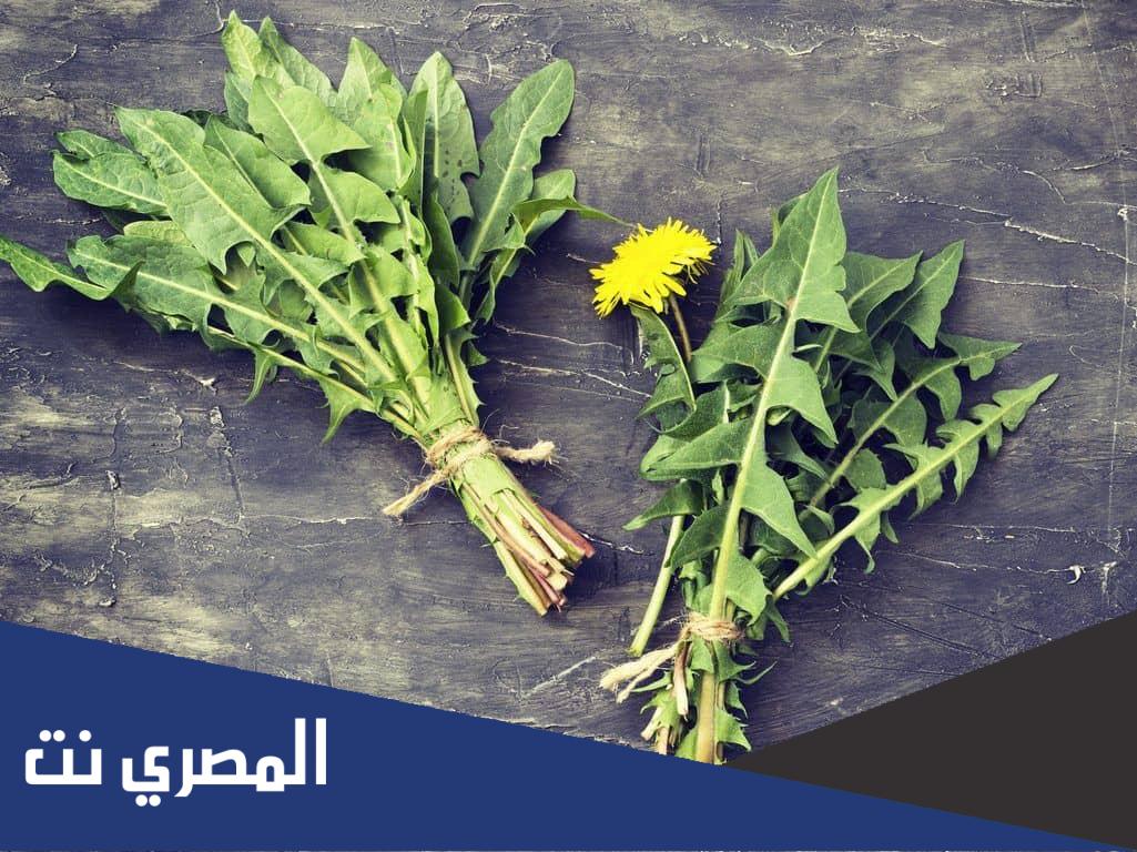 اسم نبات الهندباء في السعودية