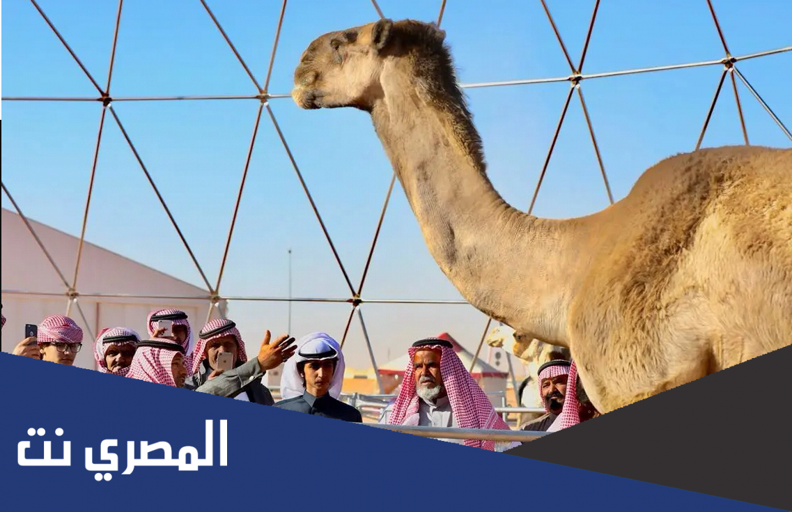 اسماء الفائزين بجائزة بيرق المؤسس ضمن مسابقات مهرجان الملك عبد العزيز للإبل 6