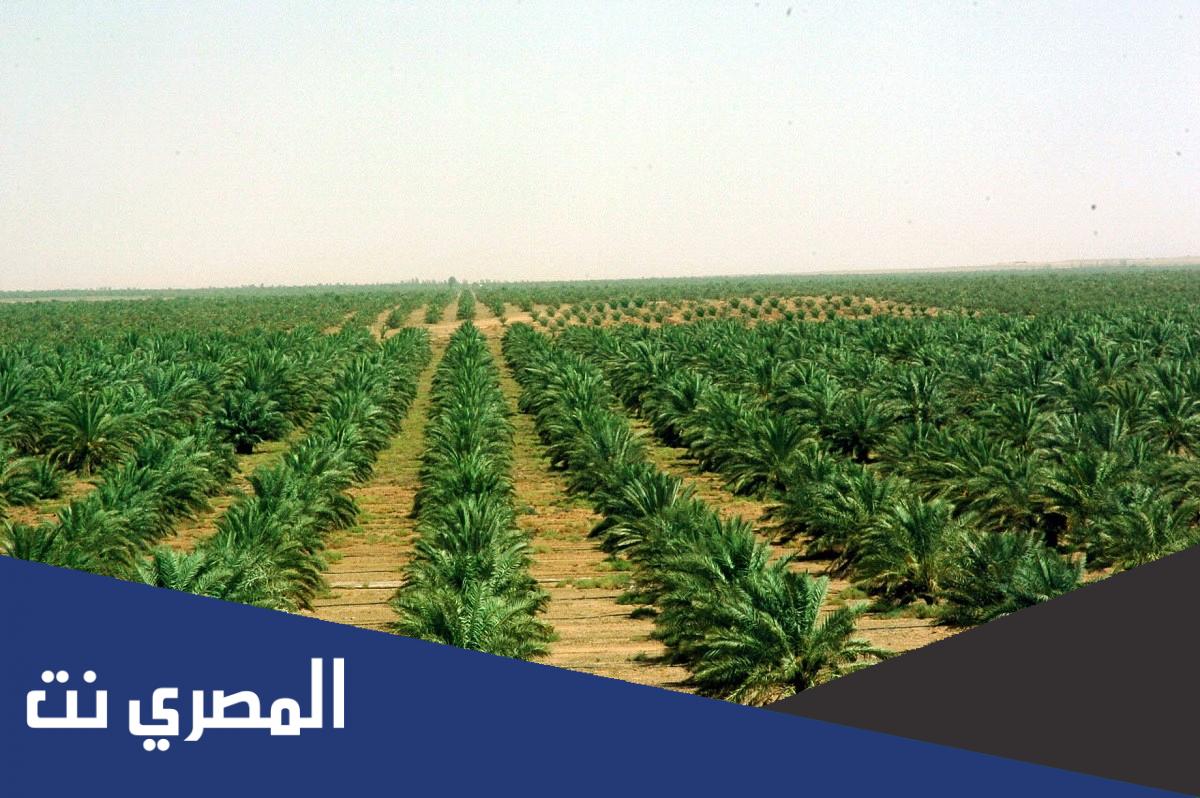 اسماء المحاصيل الزراعية في الاحساء