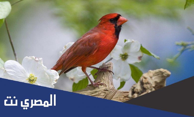 اسماء عصافير كيوت 2022 ومعانيها