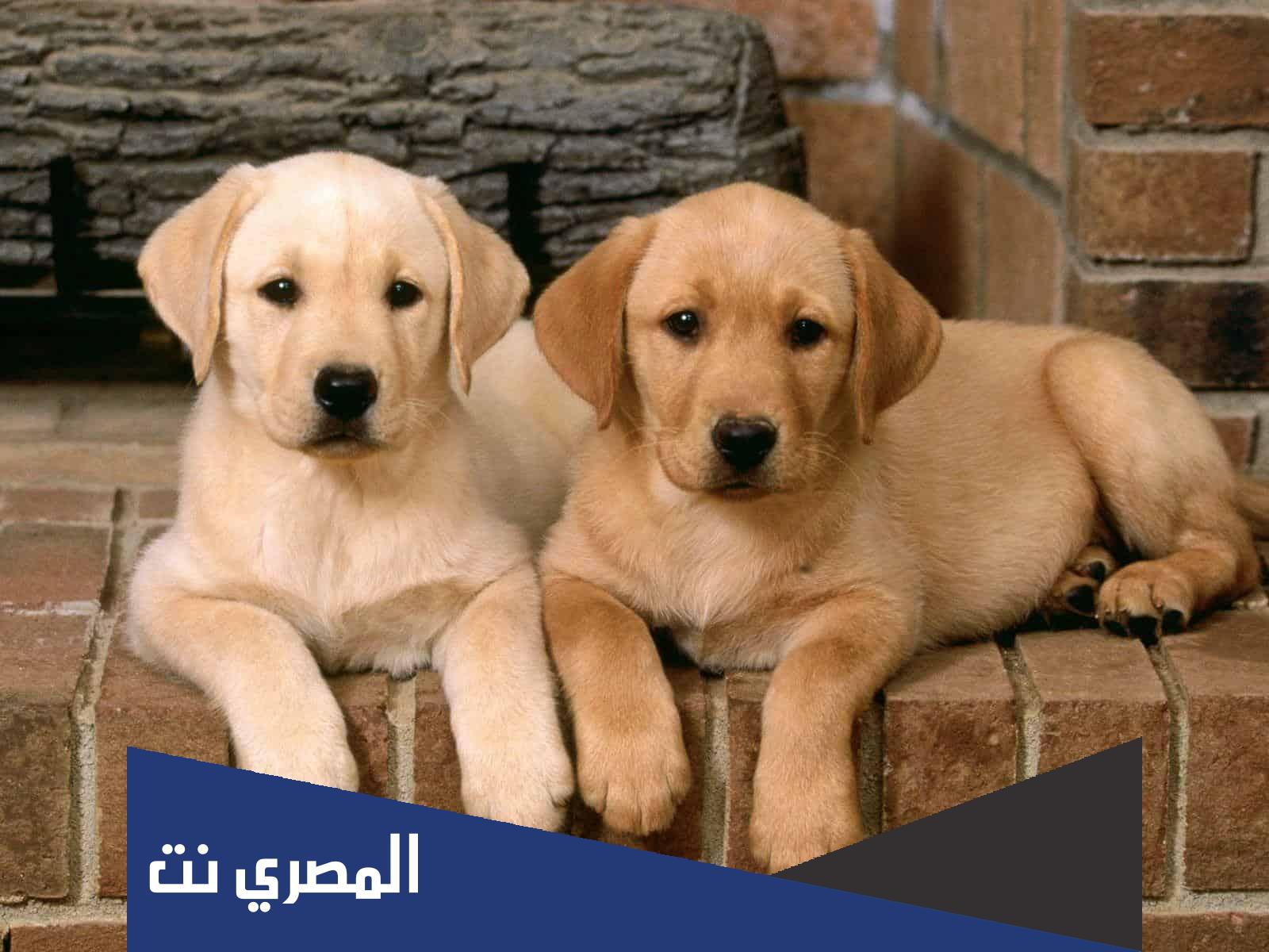 اسماء كلاب ذكور مميزة 2022 جديد