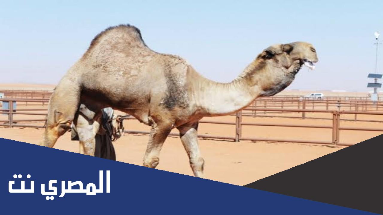 اغلى جمل في السعودية 2022