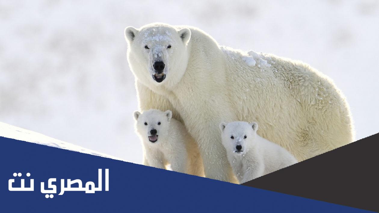 الدب القطبي يوجد في اي منطقة