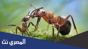النملة هي عظم او لحم