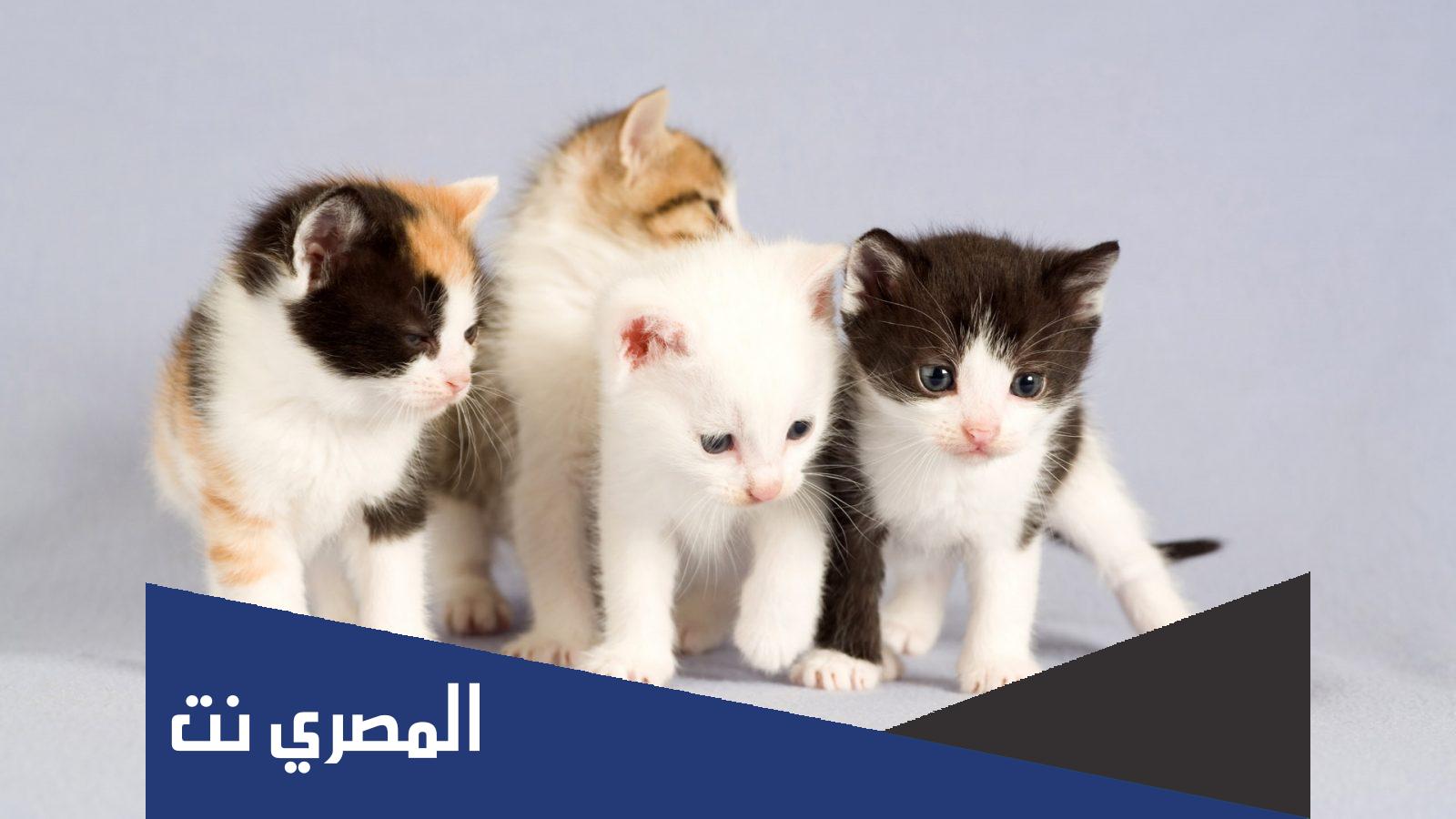 اماكن تواجد قطط للتبني في الكويت 2022